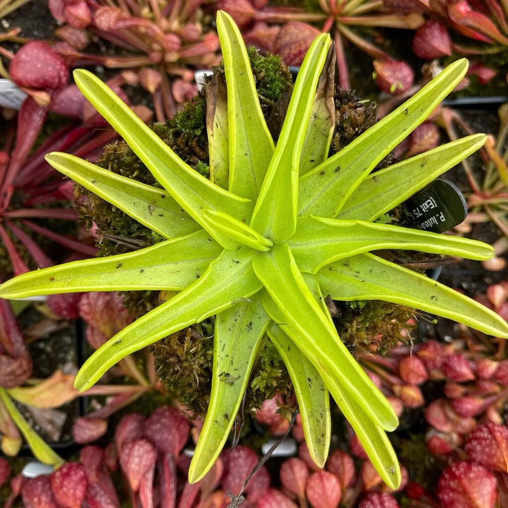 Pinguicula lutea