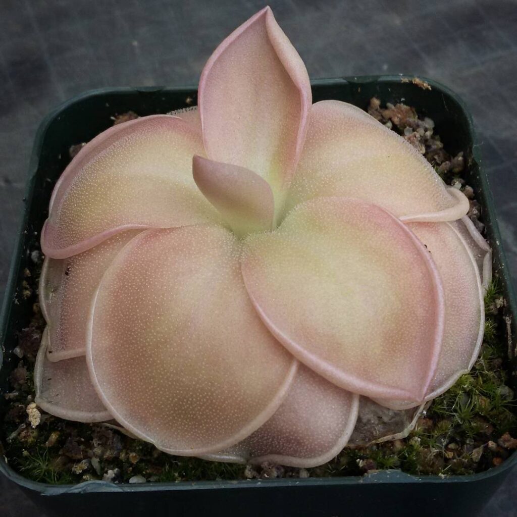 Pinguicula moranensis