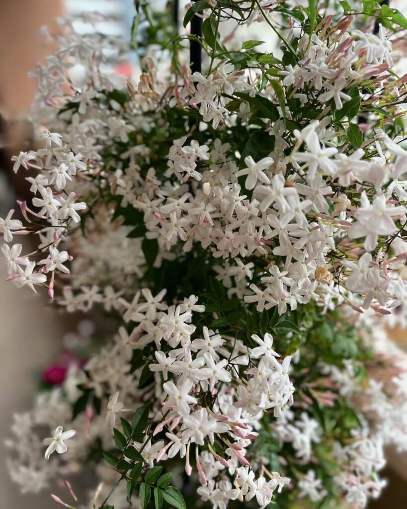Pink Jasmine