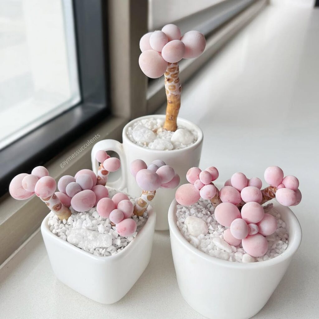 Pink Moonstones 1