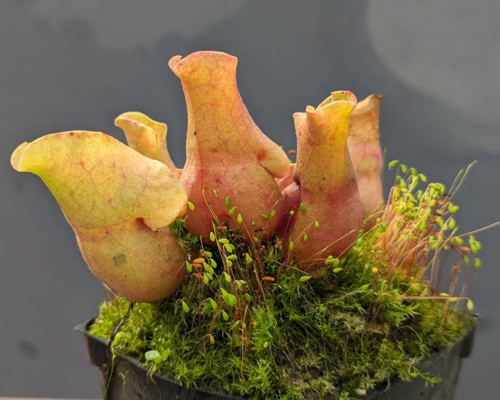 Pink Pitcher Plant