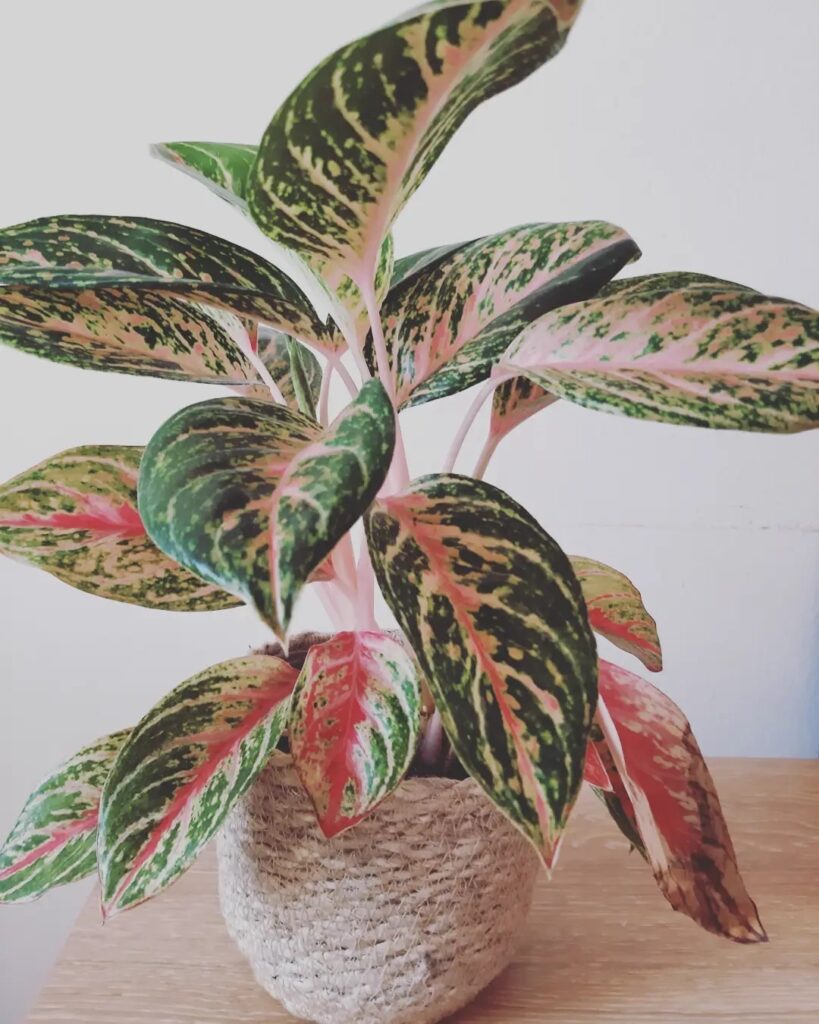 Pink Spotted Chinese Evergreen