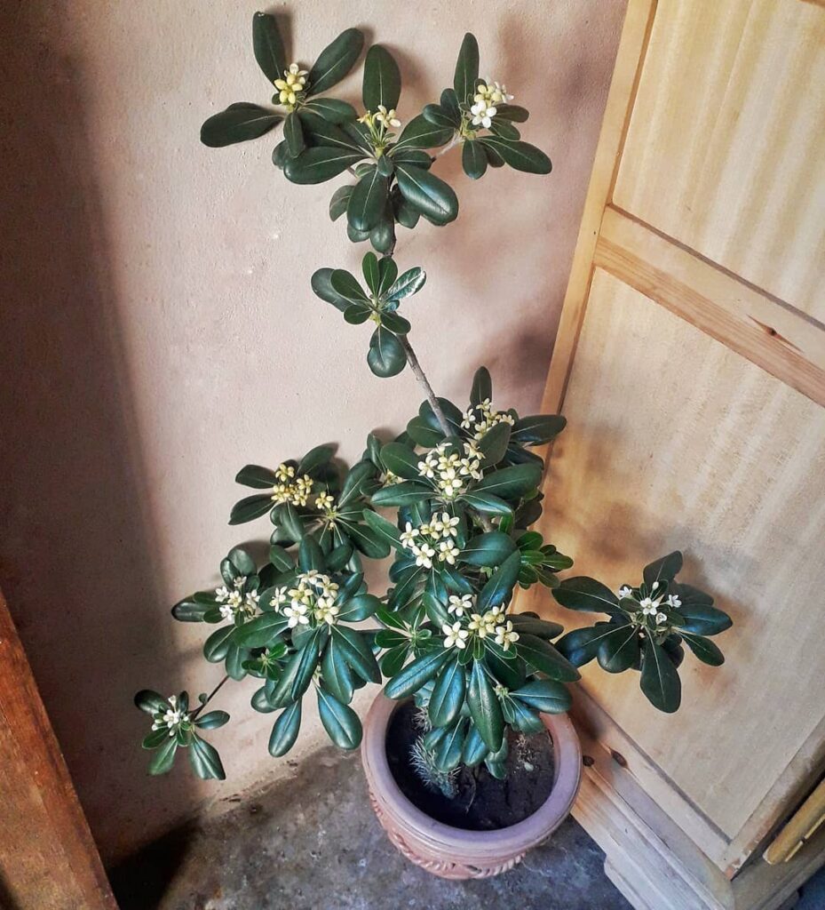 Pittosporum tobira