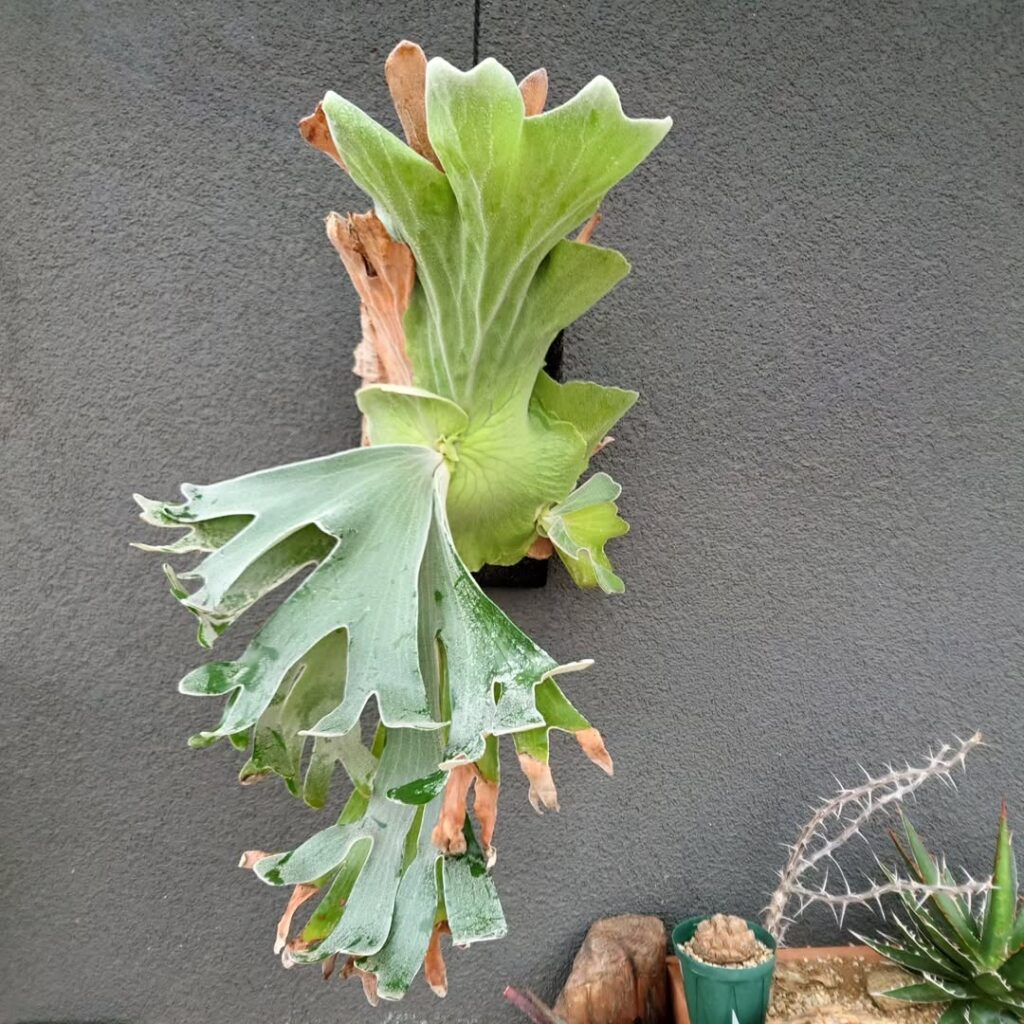 Platycerium andinum