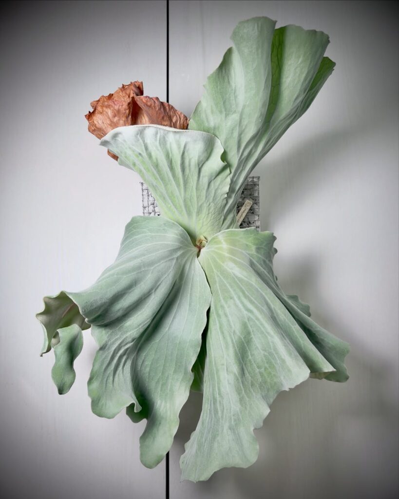 Platycerium andinum x elephantotis
