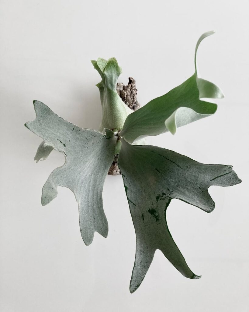 Platycerium andinum x willinckii