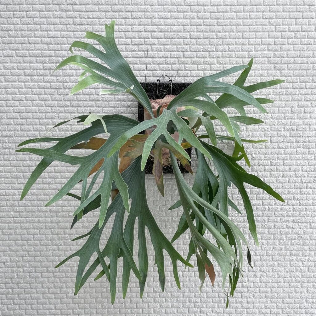 Platycerium bifurcatum Blue Ribbon