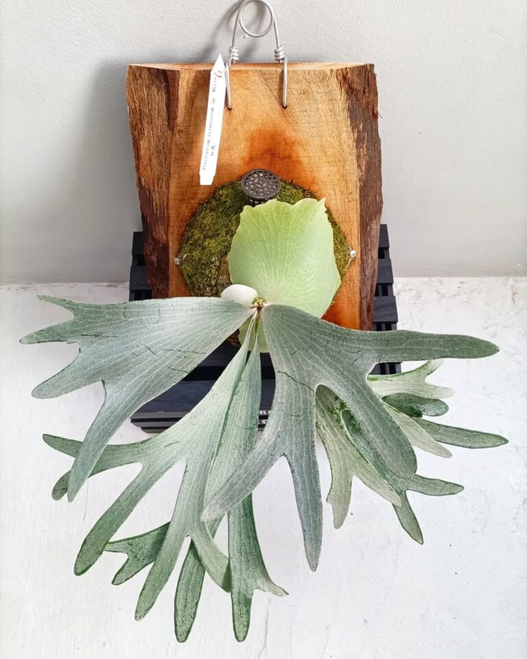 59 Types of Staghorn Ferns and Their Care (Ultimate Guide) | Houseplant ...