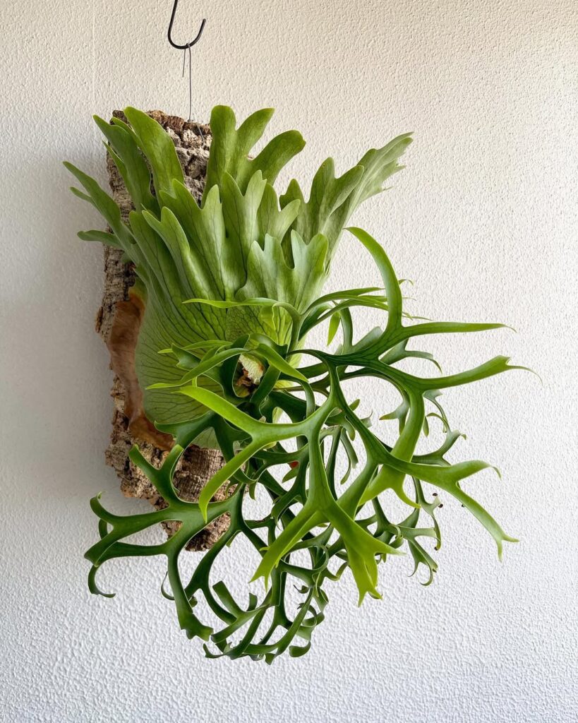Platycerium coronarium