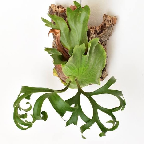 Platycerium coronarium Dwarf