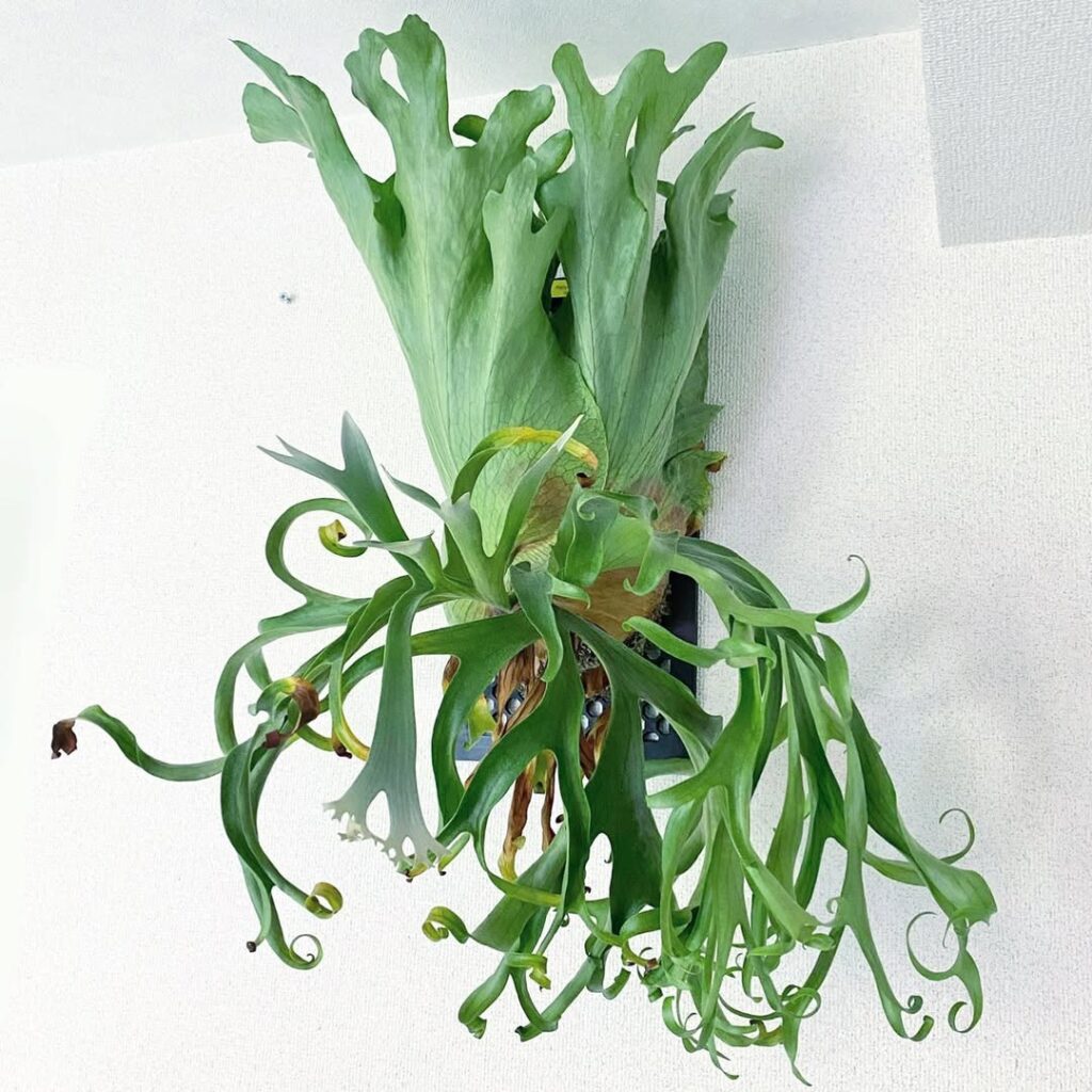 Platycerium coronarium Philippines