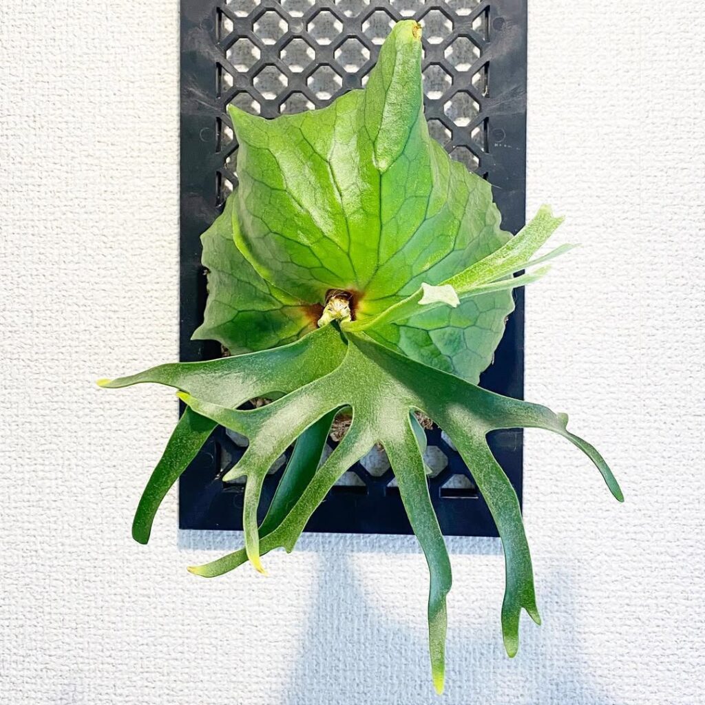 Platycerium coronarium Philippines Dwarf