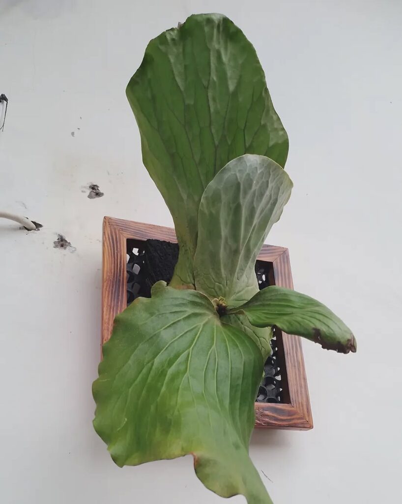 Platycerium elephantotis Silver