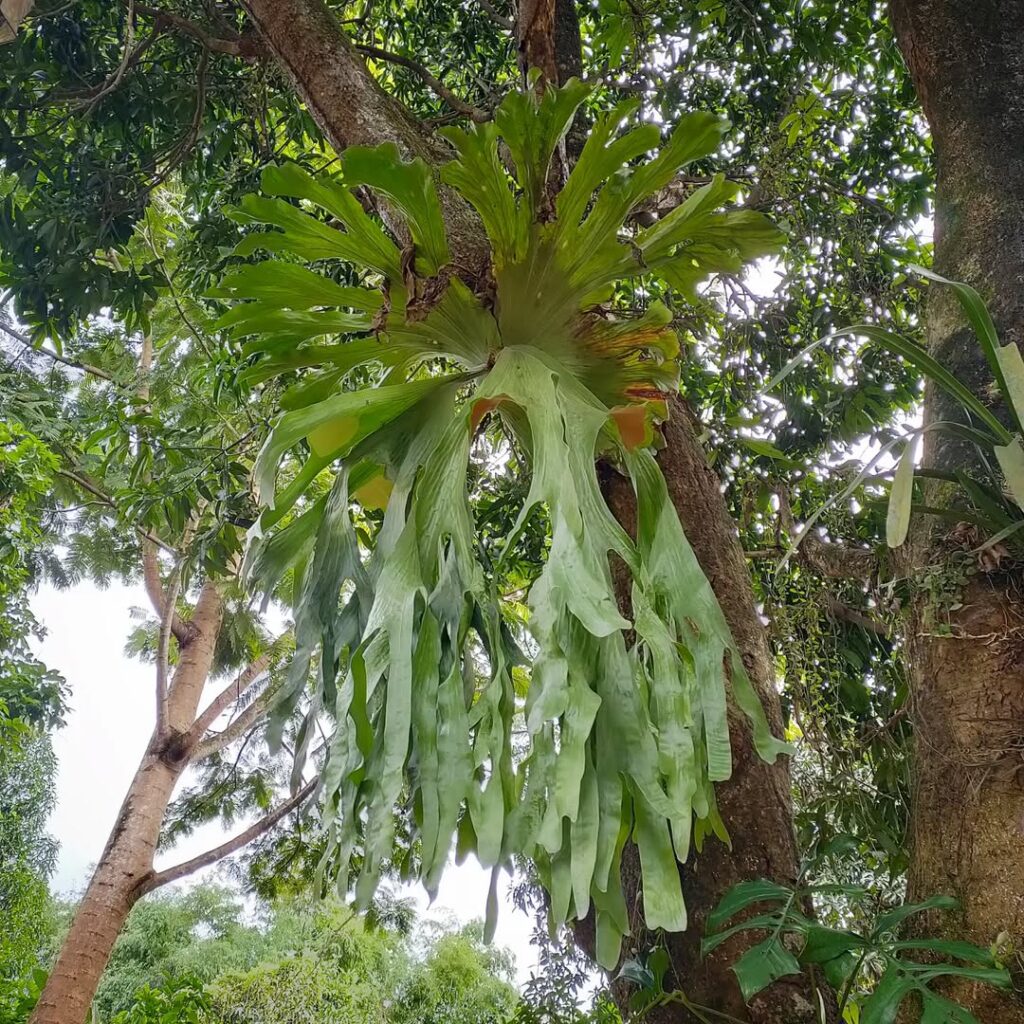 Platycerium grande
