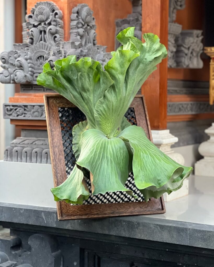 Platycerium grande x elephantotis