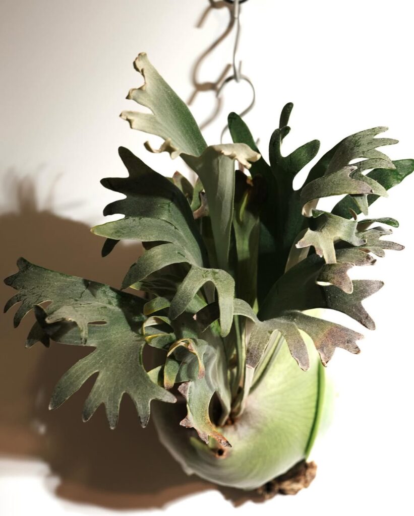 Platycerium hillii Bahia