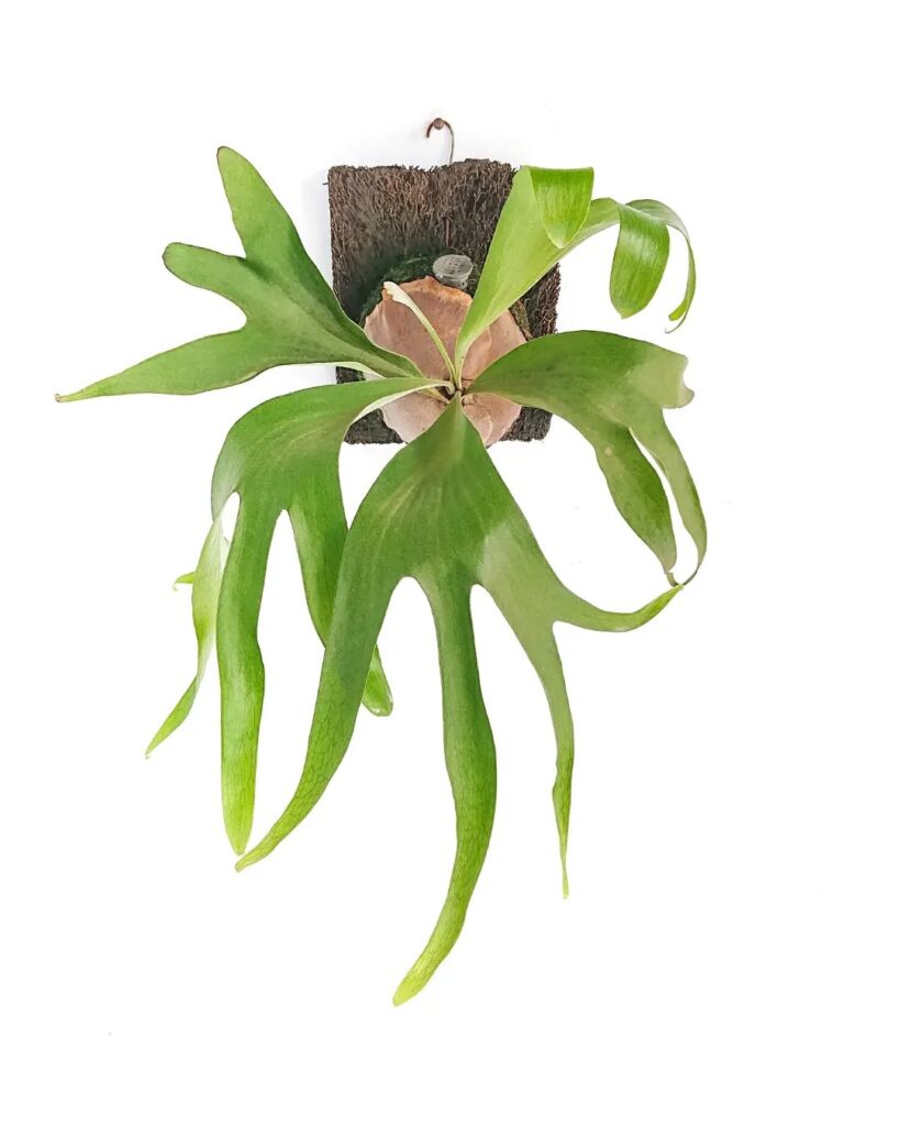 Platycerium hillii Papuanum