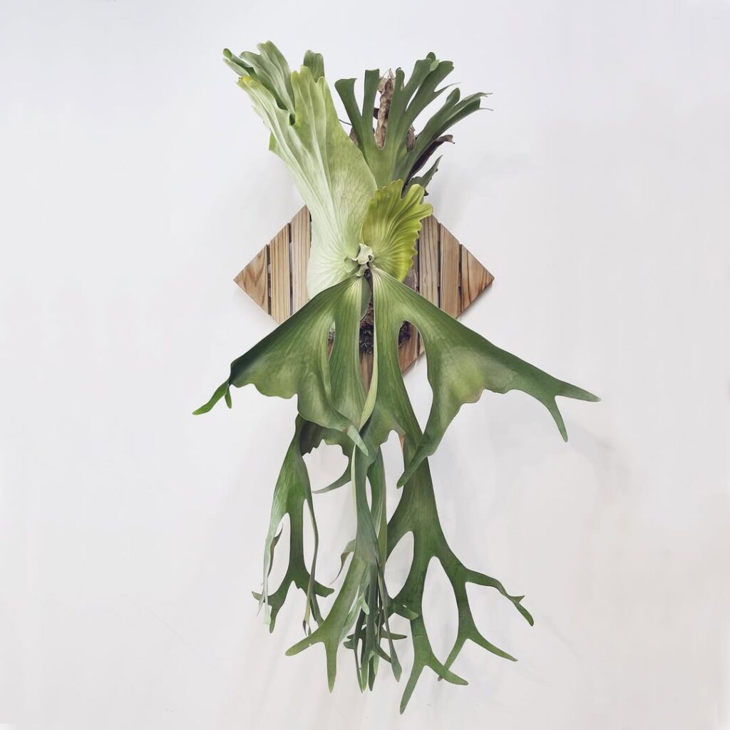 Platycerium holttumii
