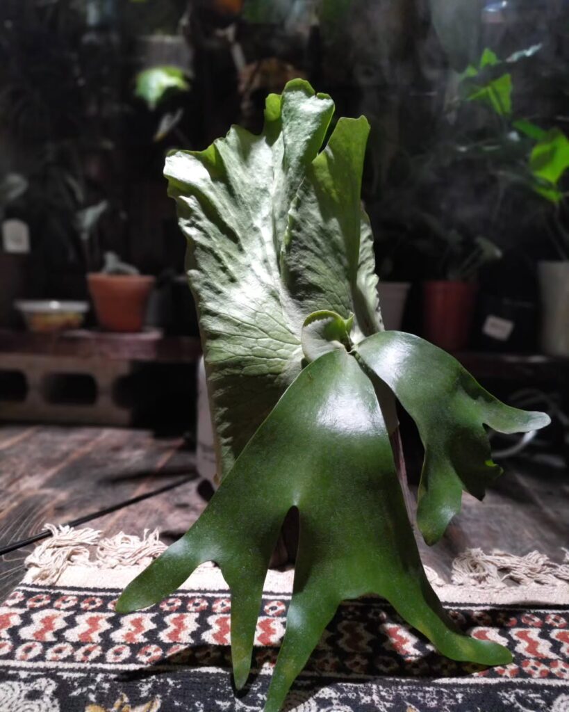 Platycerium holttumii x ellisii