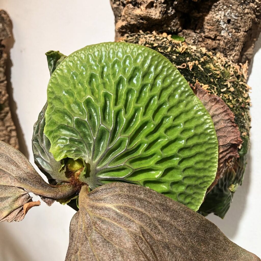 Platycerium madagascariense plant