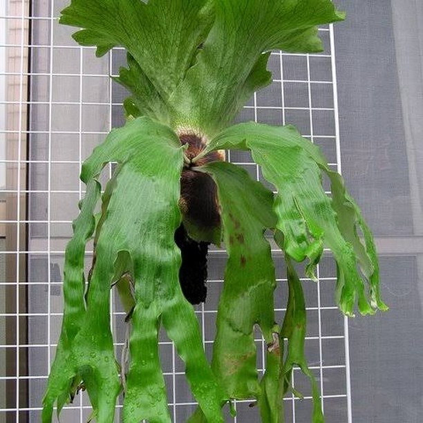 Platycerium quadridichotomum