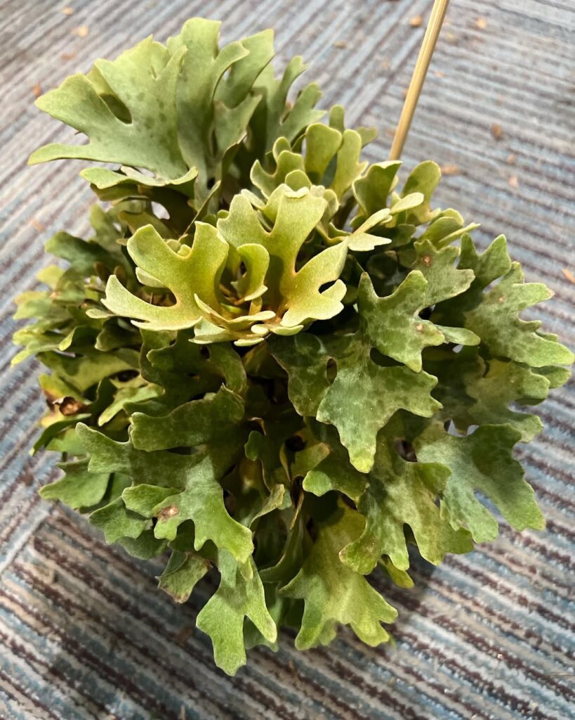 Platycerium ridleyi Dwarf Silver