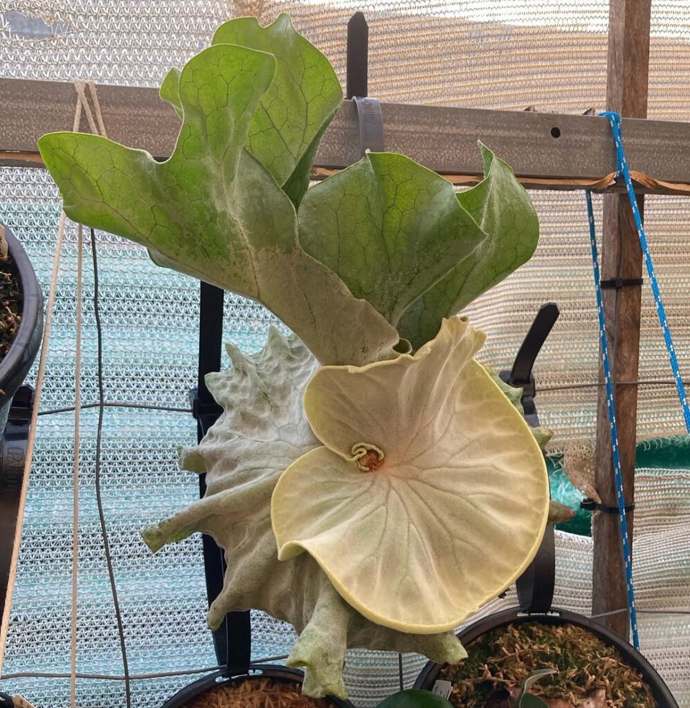 Platycerium superbum Dwarf