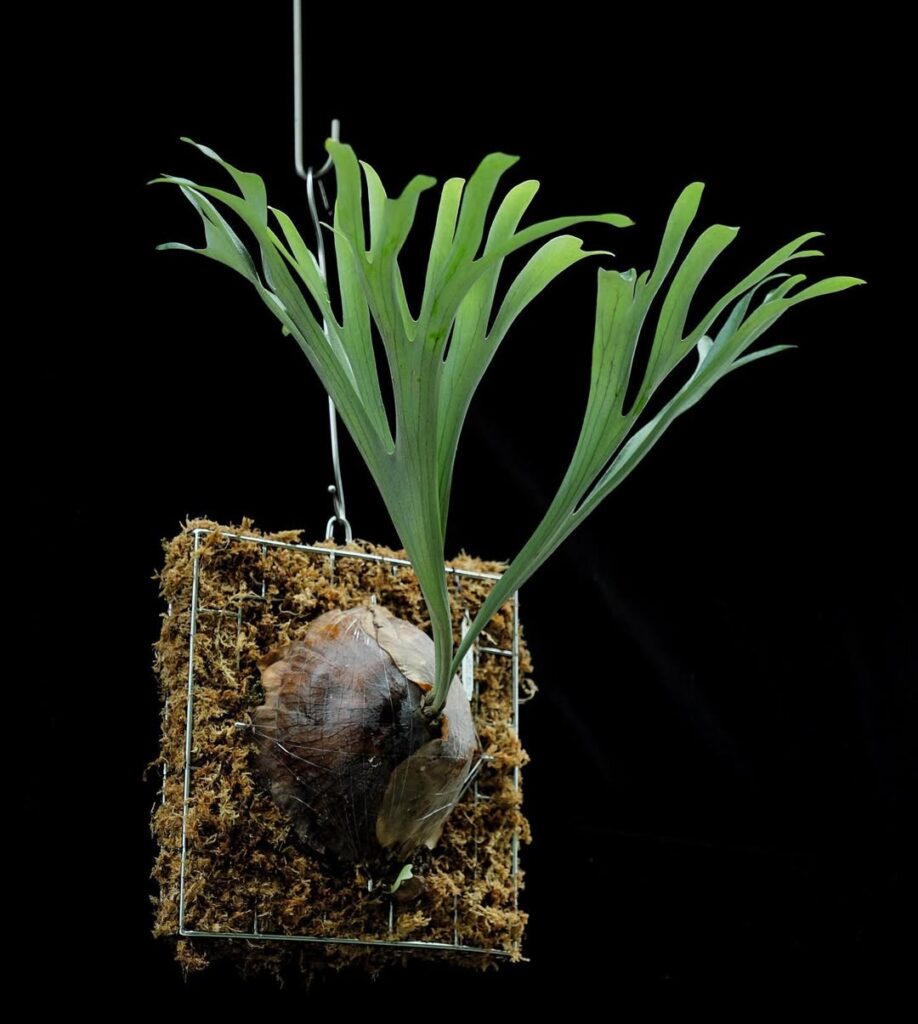 Platycerium vassei