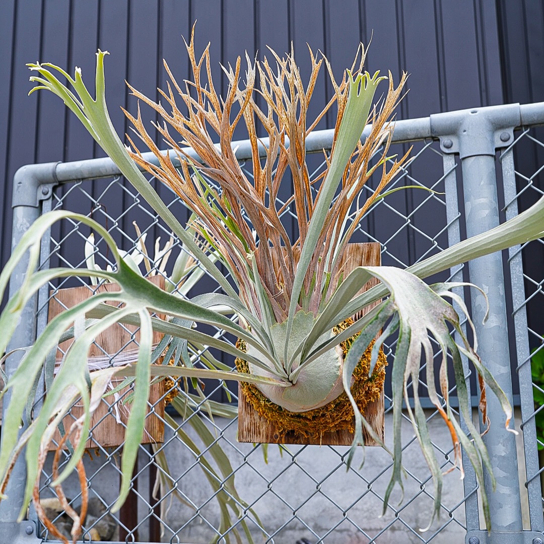 59 Types of Staghorn Ferns and Their Care (Ultimate Guide) | Houseplant ...