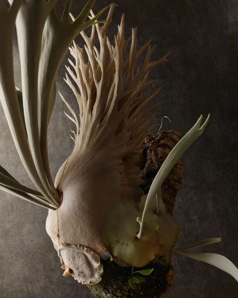 Platycerium veitchii Hokage