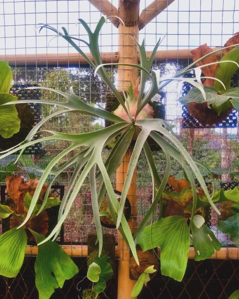 Platycerium veitchii Lemoinei