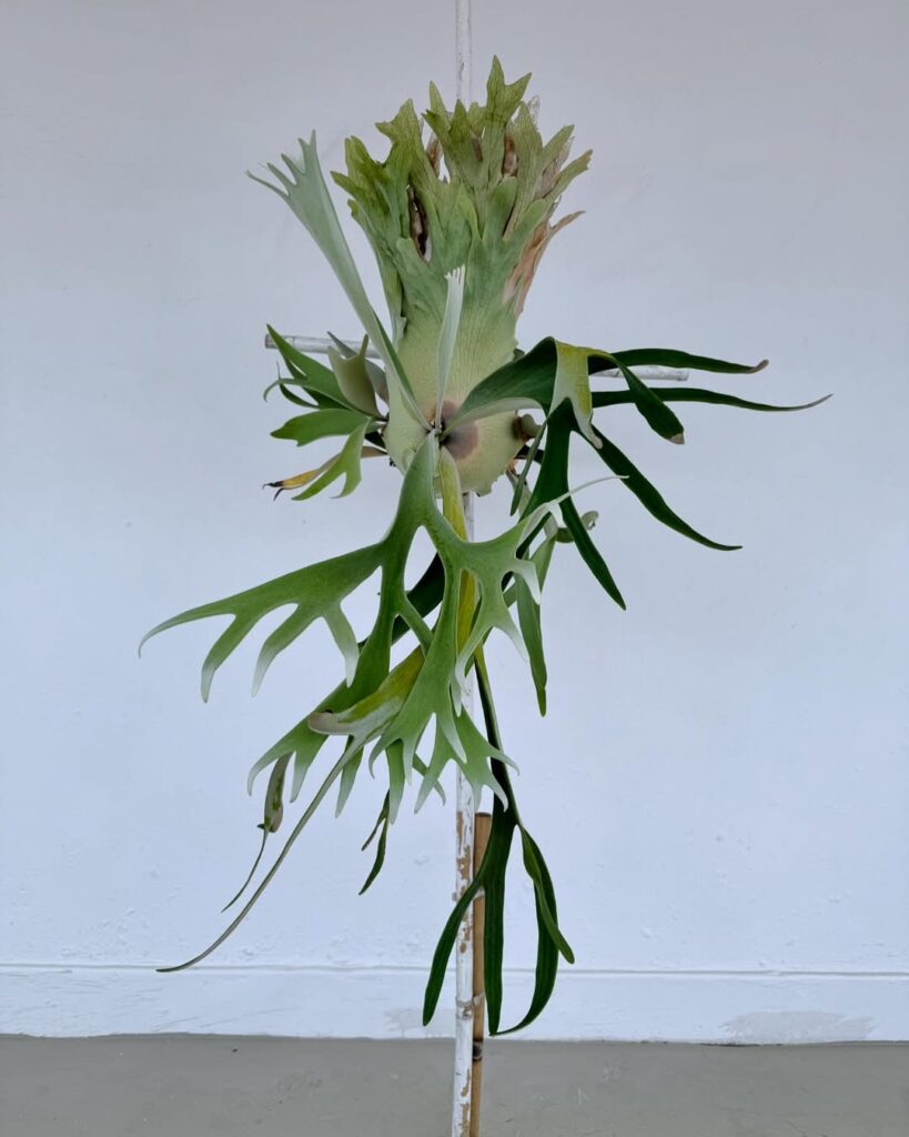 Platycerium veitchii Snow White