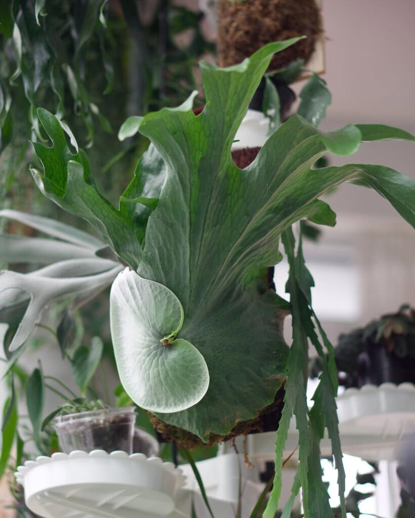Platycerium wandae