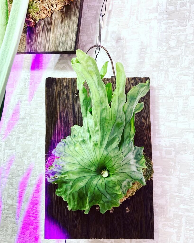 Platycerium wandae Dwarf