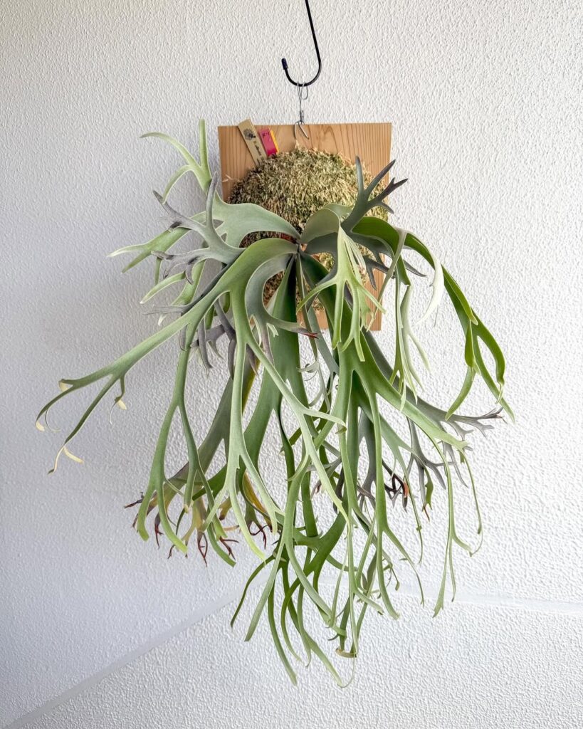 Platycerium willinckii