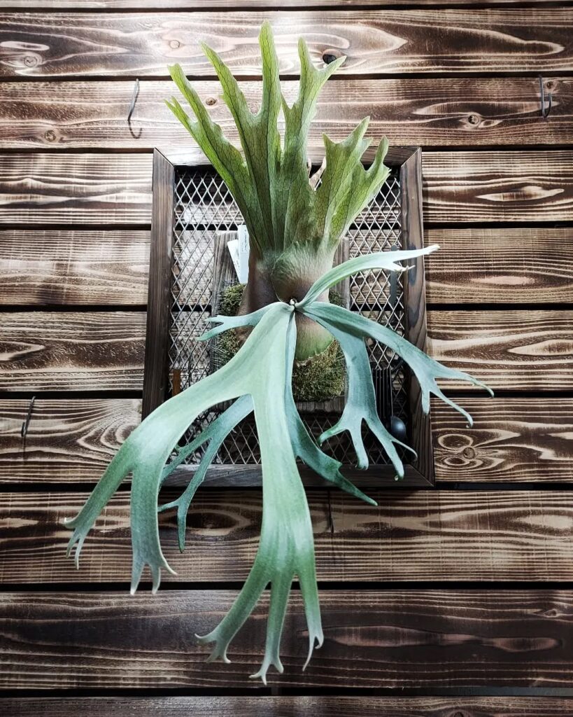Platycerium willinckii Dwarf