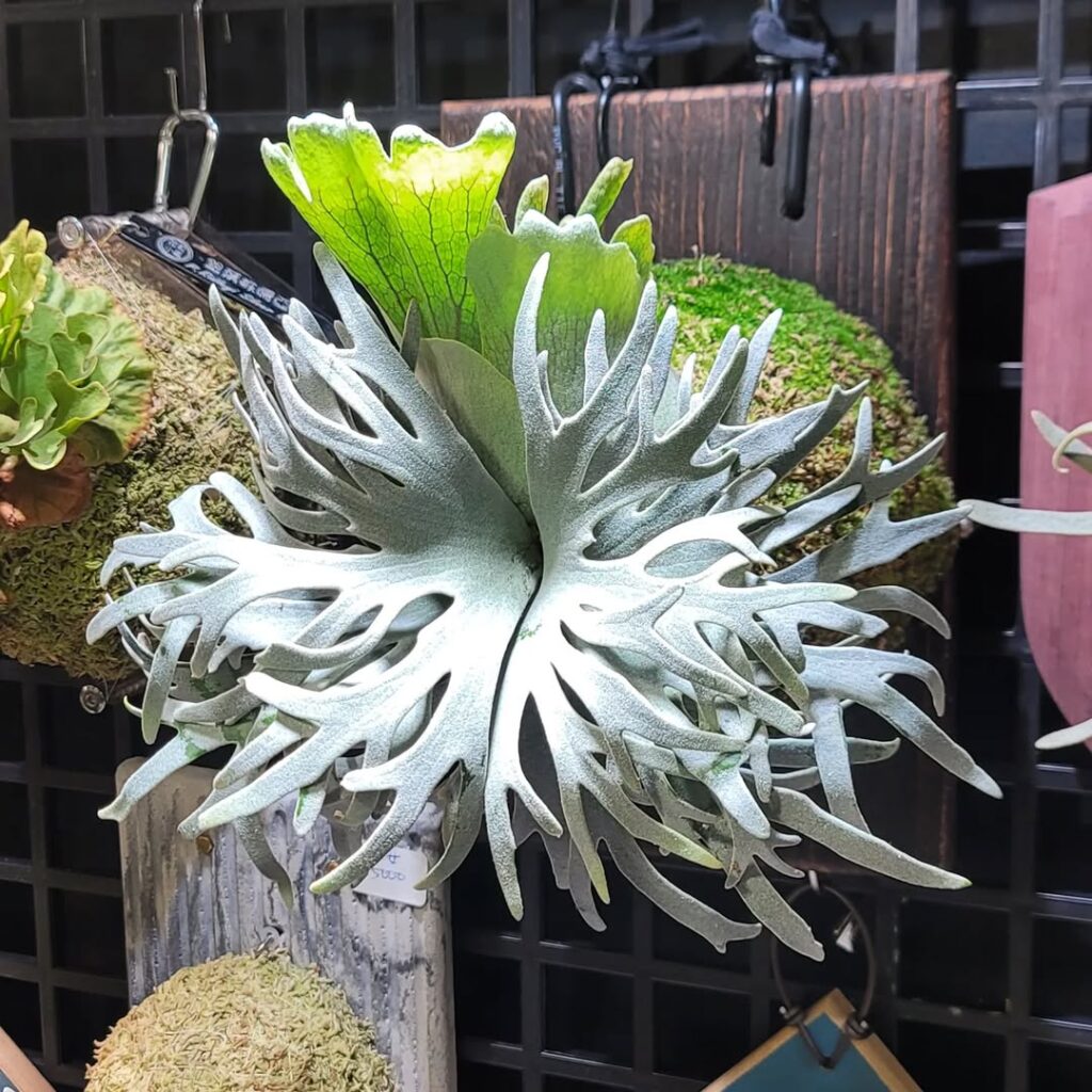 Platycerium willinckii Dwarf Bacteria