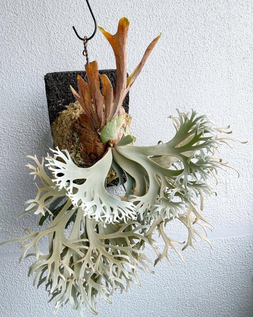 Platycerium willinckii Kaguya