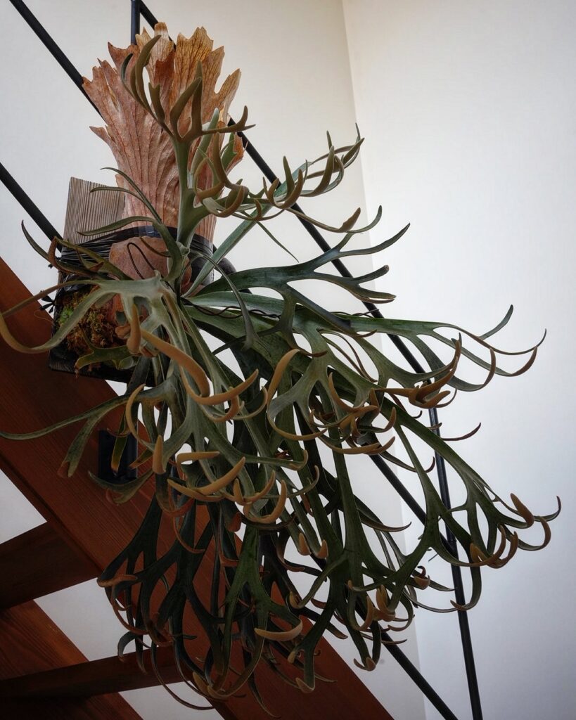 Platycerium willinckii Moonlight