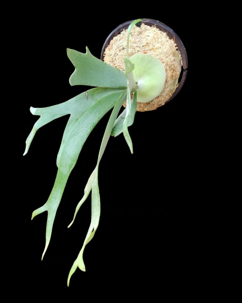 Platycerium willinckii Silvery Dwarf