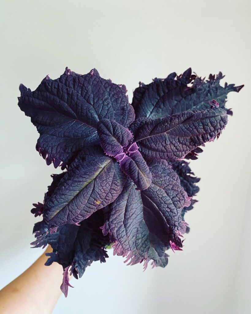 Plum Frost