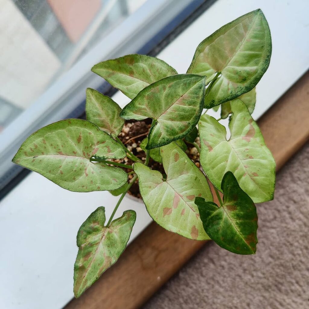 Polka dot Syngonium