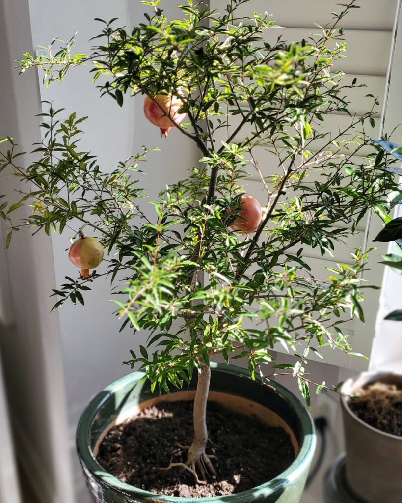 Pomegranate Tree