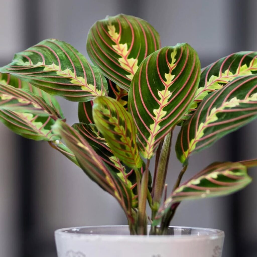 Prayer Plant