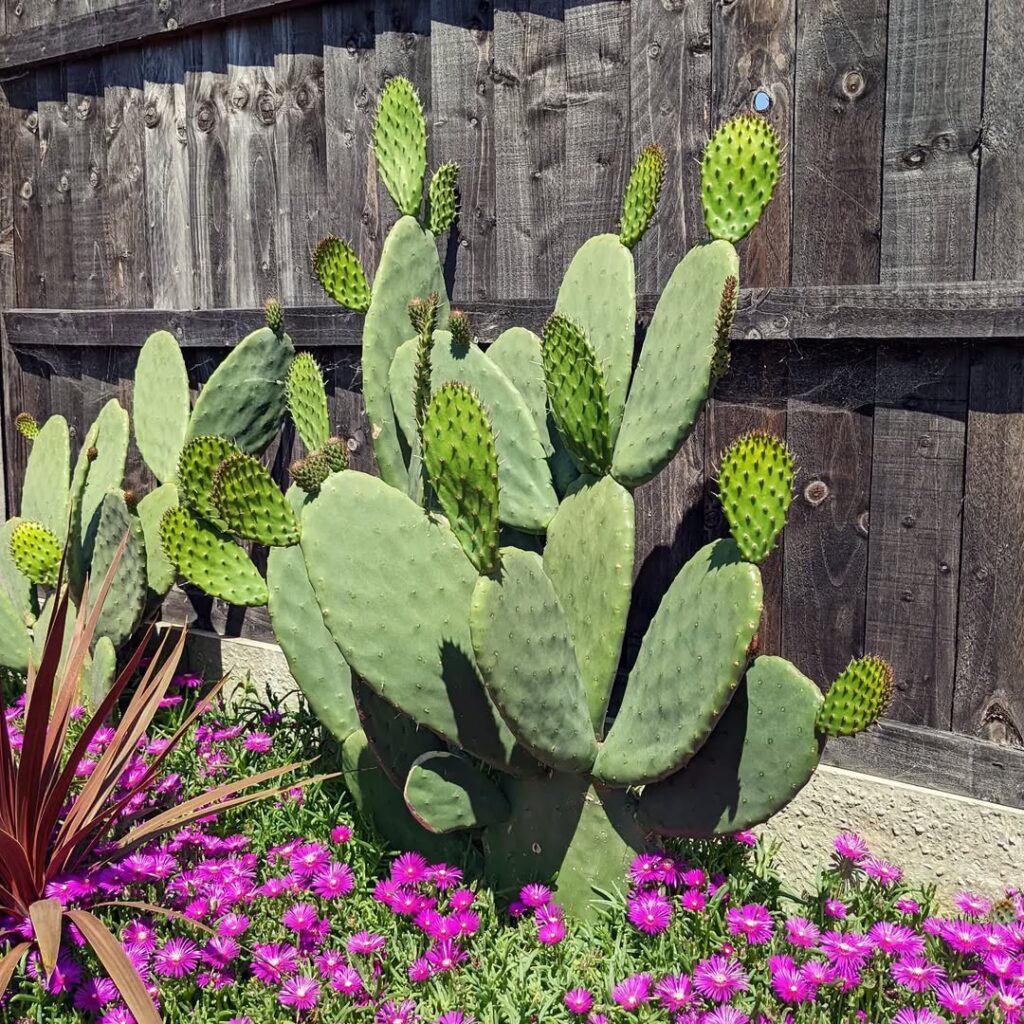 Prickly Pear Cactus 1