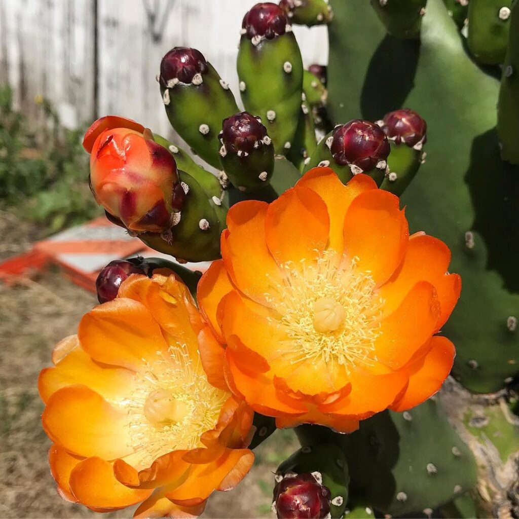 Prickly Pear Cactus 2