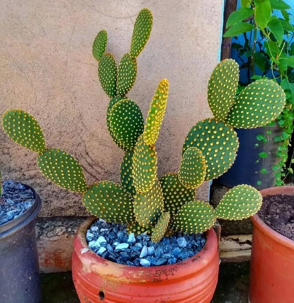 Prickly Pear Cactus