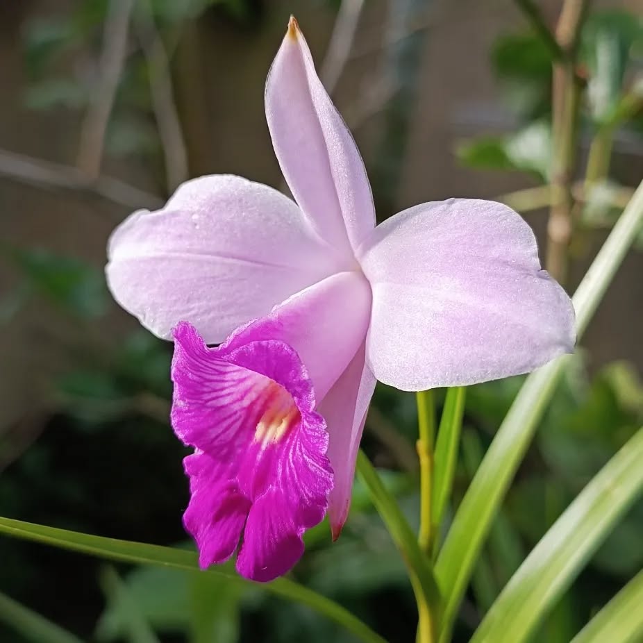 Purple Bamboo Orchid