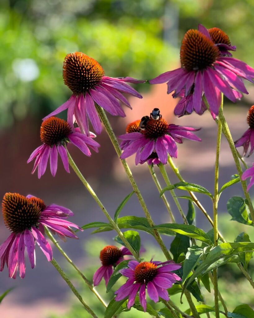 Purple Coneflower