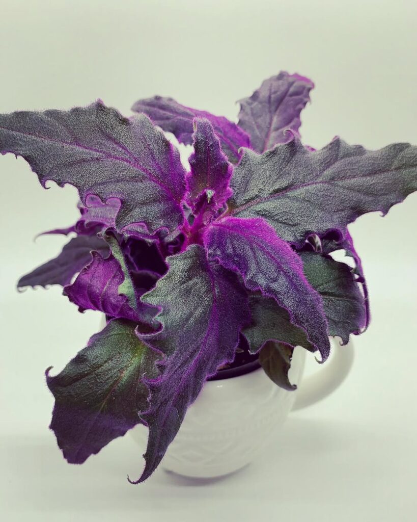 Purple Passion Plant